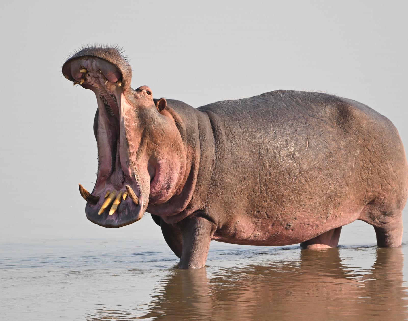 Wildlife 2
