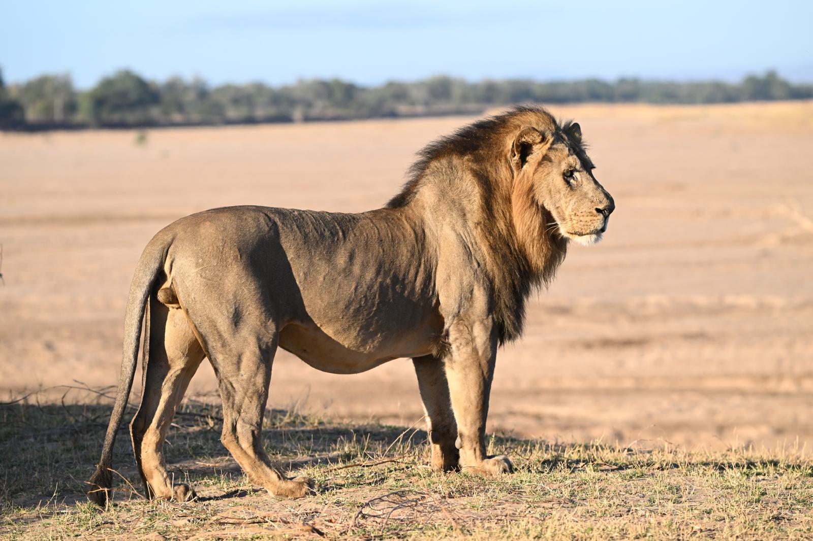 Wildlife 8
