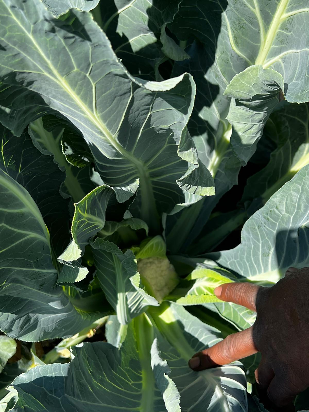 Garden to table experience